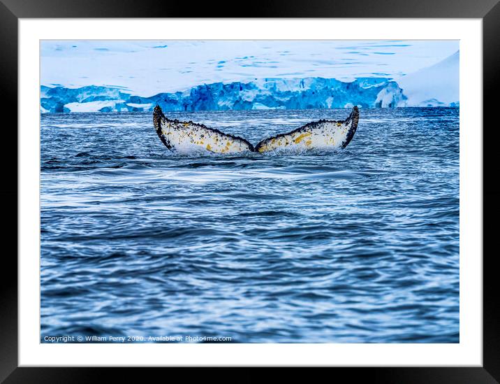 Humpback Whale Tail Charlotte Harbor Antarctica Framed Mounted Print by William Perry