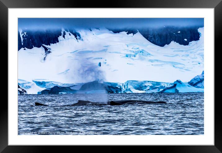 Humpback Whales Breathing Glaciers Charlotte Harbor Antarctica Framed Mounted Print by William Perry