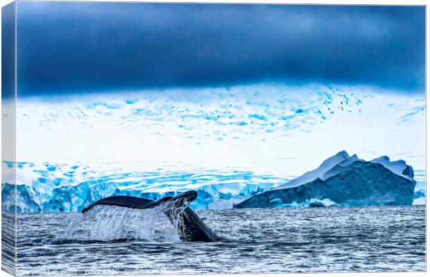 Humpback Whale Tail Water Charlotte Harbor Antarctica Canvas Print by William Perry