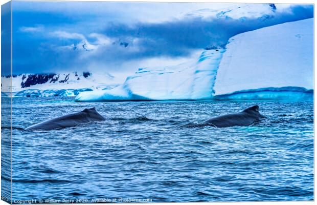Humpback Whales Charlotte Harbor Antarctica Canvas Print by William Perry
