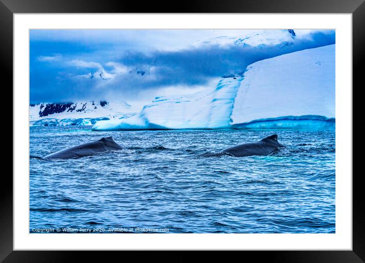 Humpback Whales Charlotte Harbor Antarctica Framed Mounted Print by William Perry