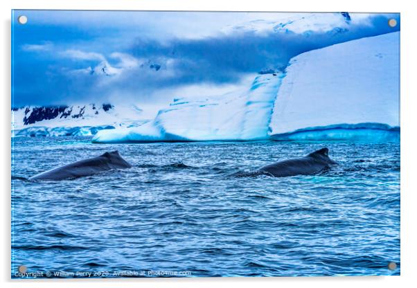 Humpback Whales Charlotte Harbor Antarctica Acrylic by William Perry
