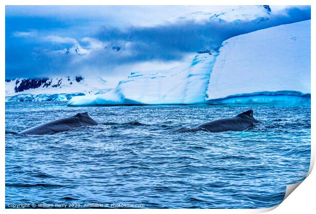 Humpback Whales Charlotte Harbor Antarctica Print by William Perry