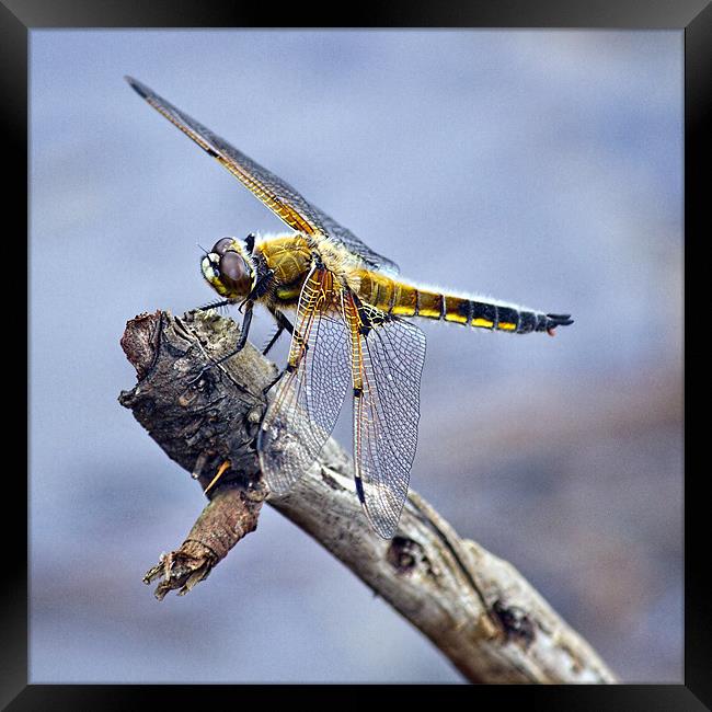Four-spotted Chaser Dragonfly - Libellula quadrima Framed Print by Alice Gosling