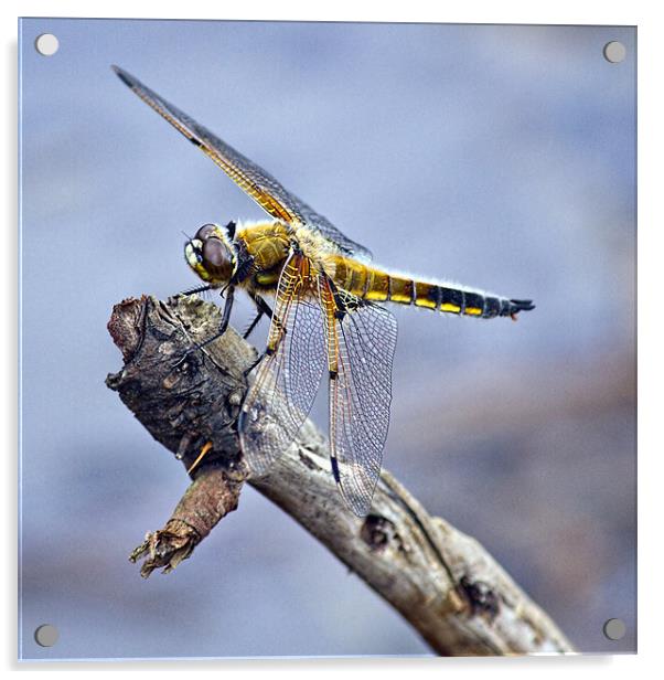 Four-spotted Chaser Dragonfly - Libellula quadrima Acrylic by Alice Gosling