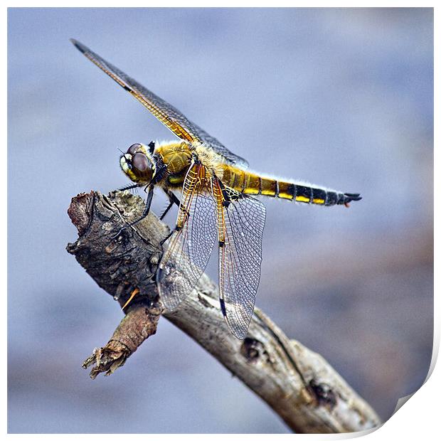 Four-spotted Chaser Dragonfly - Libellula quadrima Print by Alice Gosling