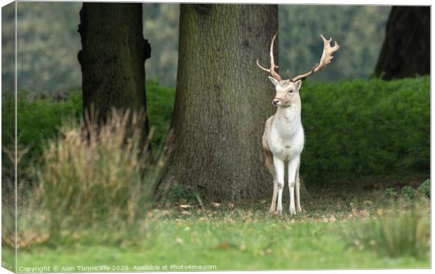 A young fallow deer buck Canvas Print by Alan Tunnicliffe