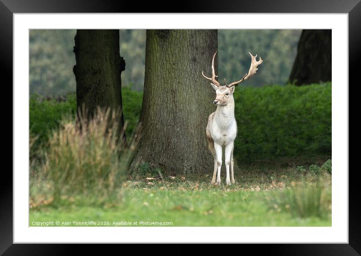 A young fallow deer buck Framed Mounted Print by Alan Tunnicliffe