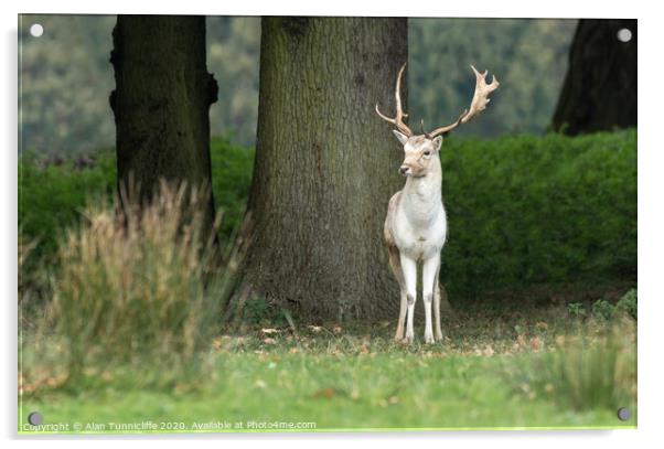 A young fallow deer buck Acrylic by Alan Tunnicliffe