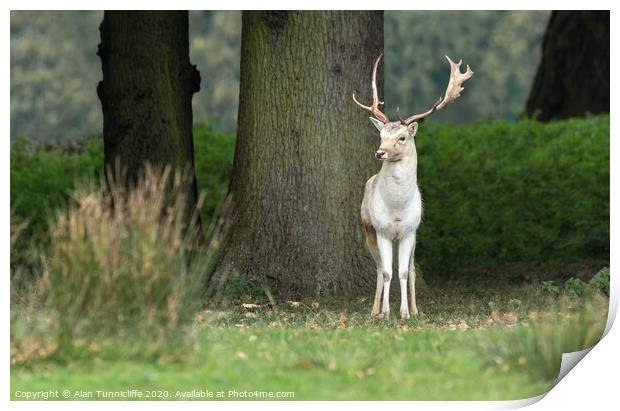 A young fallow deer buck Print by Alan Tunnicliffe