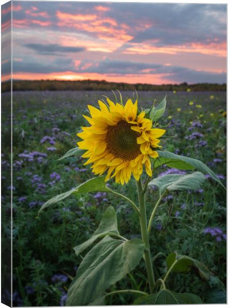 Sunflower At Sunset Canvas Print by Rich Wiltshire