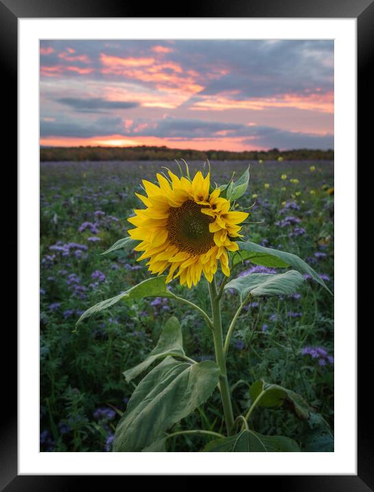 Sunflower At Sunset Framed Mounted Print by Rich Wiltshire