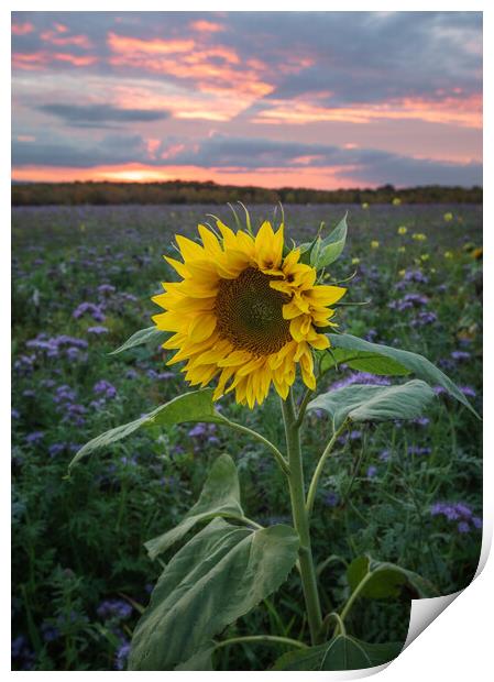 Sunflower At Sunset Print by Rich Wiltshire