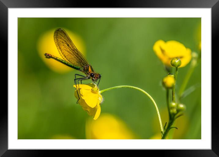 Banded Demoiselle Framed Mounted Print by chris smith