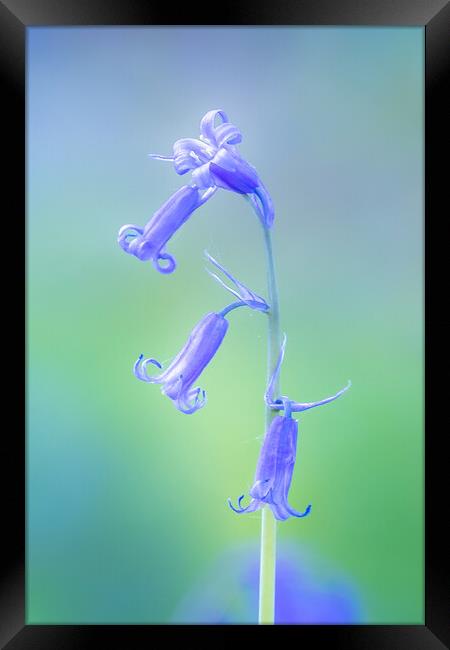 Bluebell Framed Print by chris smith