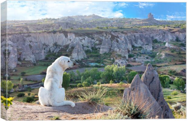 White dog sits and examines the mountain landscape of Cappadocia Canvas Print by Sergii Petruk