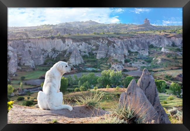 White dog sits and examines the mountain landscape of Cappadocia Framed Print by Sergii Petruk