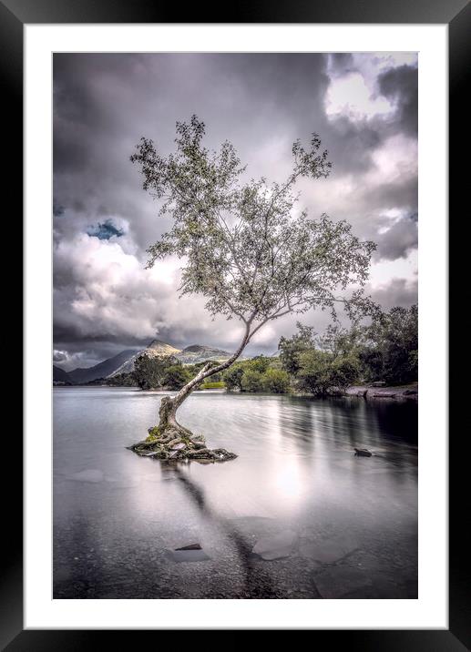 The Lone Tree Framed Mounted Print by Karl McCarthy