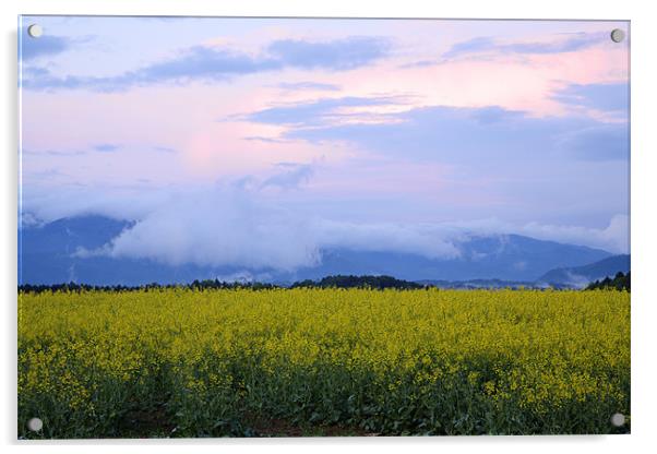 rapeseed field in Brnik with Kamnik Alps Acrylic by Ian Middleton