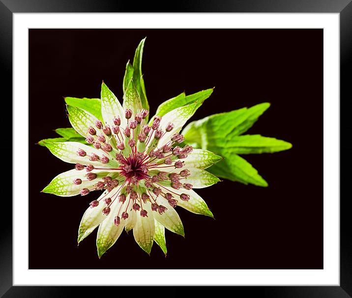 Astrantia Framed Mounted Print by Pete Hemington