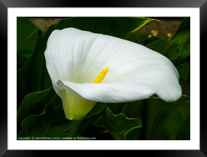 Lily Framed Mounted Print by Jane Metters