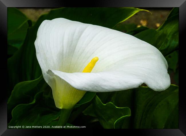 Lily Framed Print by Jane Metters