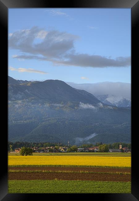 rapeseed field in Brnik with Kamnik Alps in the ba Framed Print by Ian Middleton