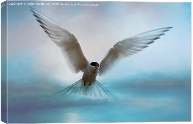 Arctic Tern in Flight Canvas Print by Anne Macdonald