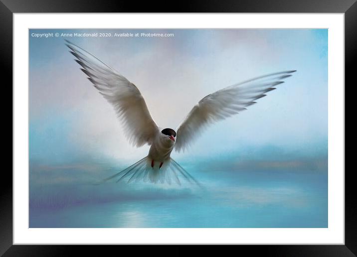 Arctic Tern in Flight Framed Mounted Print by Anne Macdonald