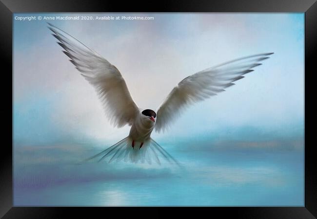 Arctic Tern in Flight Framed Print by Anne Macdonald