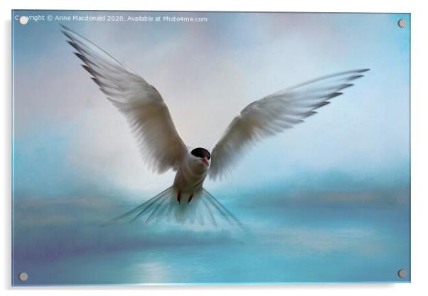 Arctic Tern in Flight Acrylic by Anne Macdonald