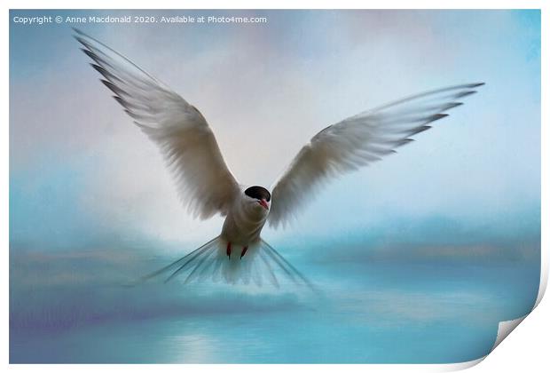 Arctic Tern in Flight Print by Anne Macdonald