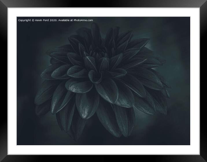 Black Dahlia Framed Mounted Print by Kevin Ford
