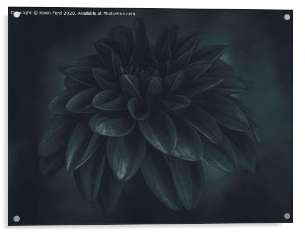 Black Dahlia Acrylic by Kevin Ford