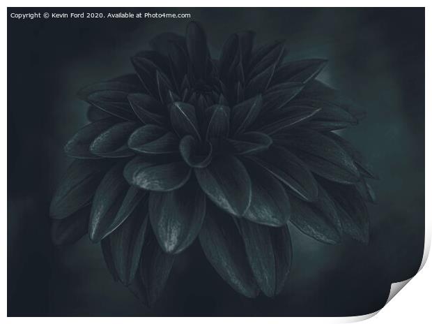 Black Dahlia Print by Kevin Ford