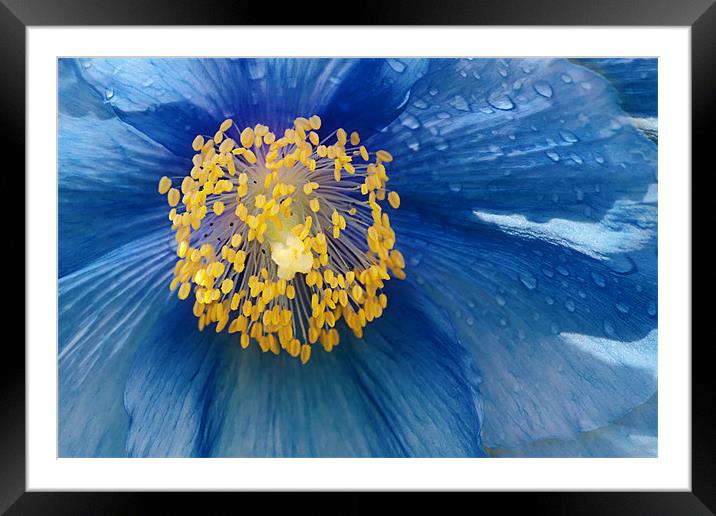 Blue Framed Mounted Print by Fee Easton