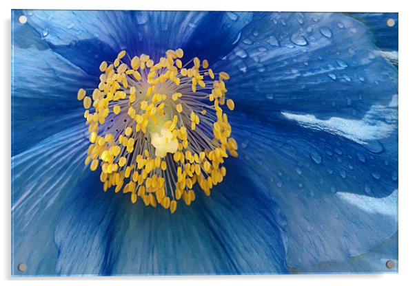 Blue Acrylic by Fee Easton