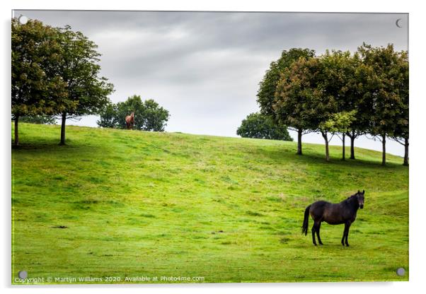 Two Horses, Derbyshire Acrylic by Martyn Williams
