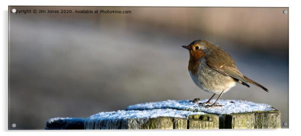 Robin in Winter Sunshine Acrylic by Jim Jones