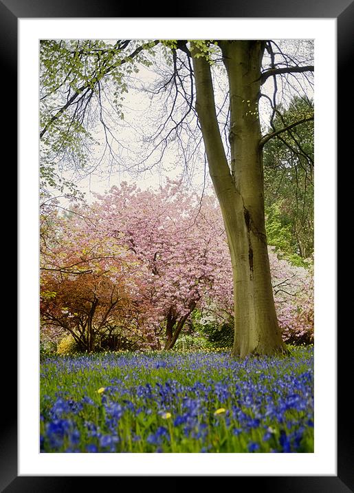 Bluebells and Blossom Framed Mounted Print by Fee Easton