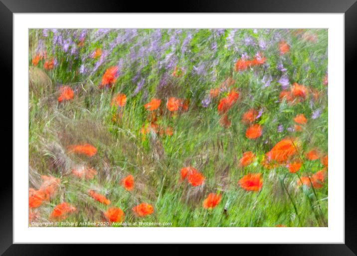 A field of dancing poppies Framed Mounted Print by Richard Ashbee
