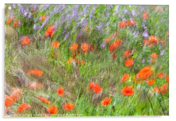 A field of dancing poppies Acrylic by Richard Ashbee