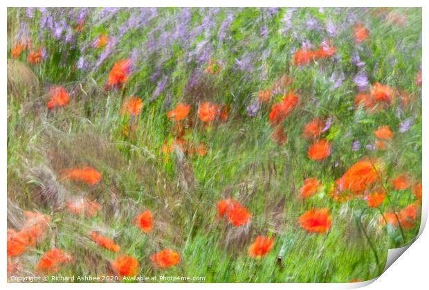 A field of dancing poppies Print by Richard Ashbee