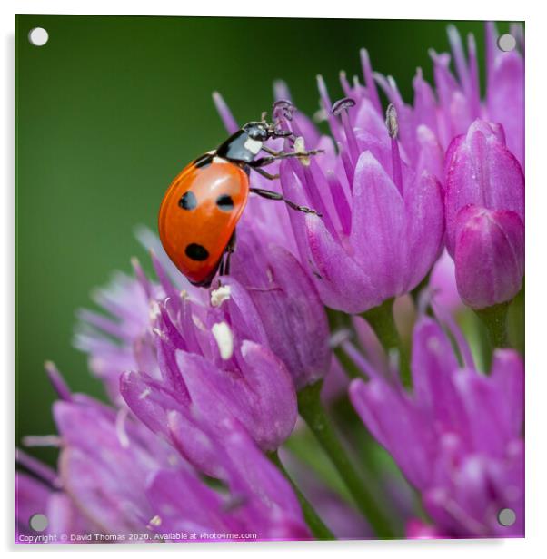 Majestic Ladybird on Allium Acrylic by David Thomas