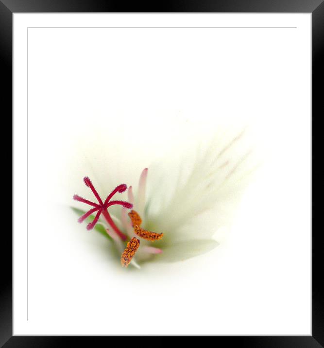 pink stamen Framed Mounted Print by Heather Newton