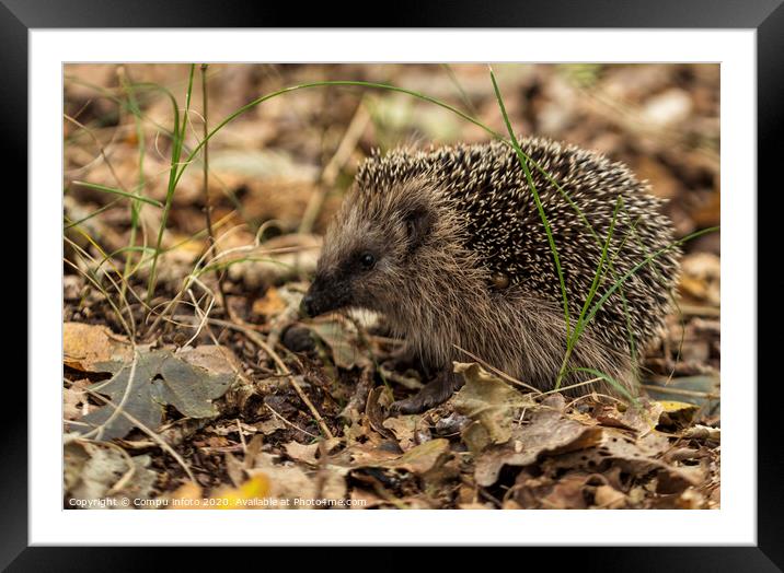 young hedgehog in the wild, Framed Mounted Print by Chris Willemsen