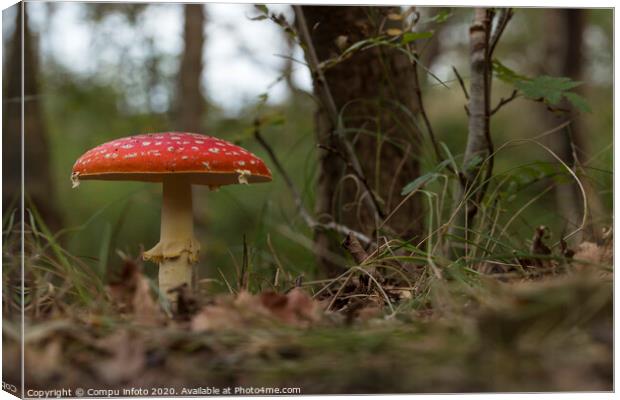 Amanita muscaria mushroom in the forest Canvas Print by Chris Willemsen