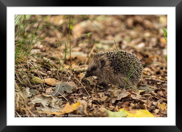 young hedgehog in the wild, Framed Mounted Print by Chris Willemsen