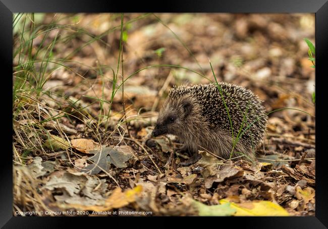 young hedgehog in the wild, Framed Print by Chris Willemsen