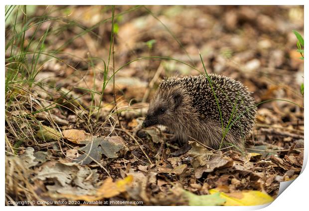 young hedgehog in the wild, Print by Chris Willemsen